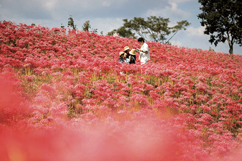 22_Red Spider Lilies of Ōta-1