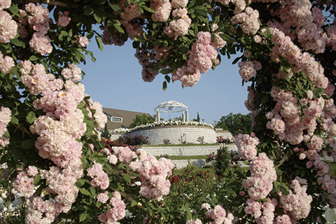 74_Kanoya Rose Garden-1