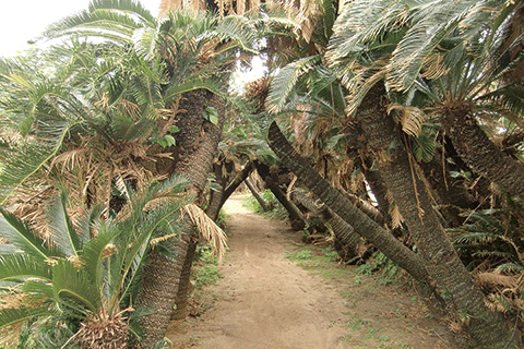 109_Kanamisaki Sago Palm Tunnel-1