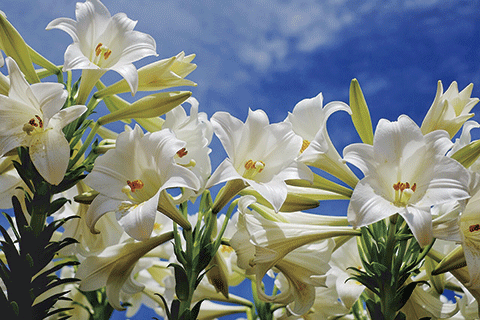 115_Erabu Lilies-1