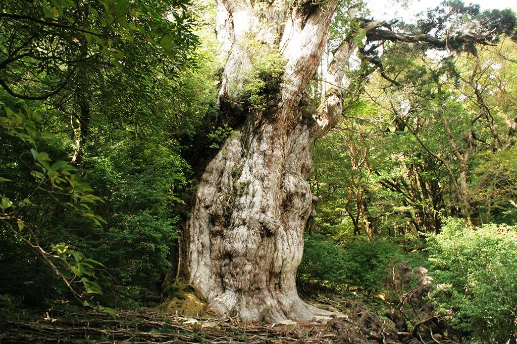 Jomonsugi (Jomon Cedar Tree)-1