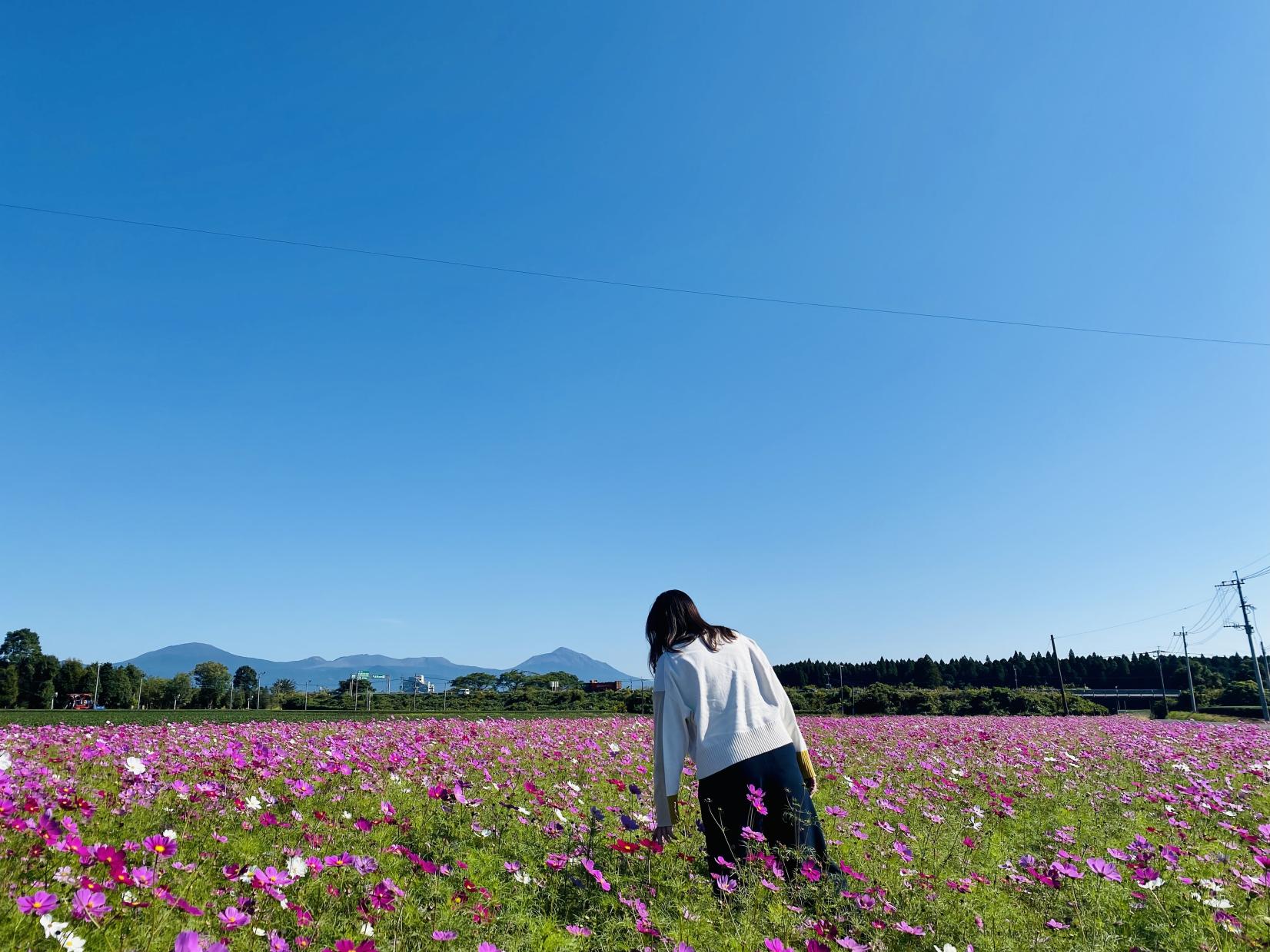 十三冢原史迹公园前 （向日葵・波斯菊花田）-7