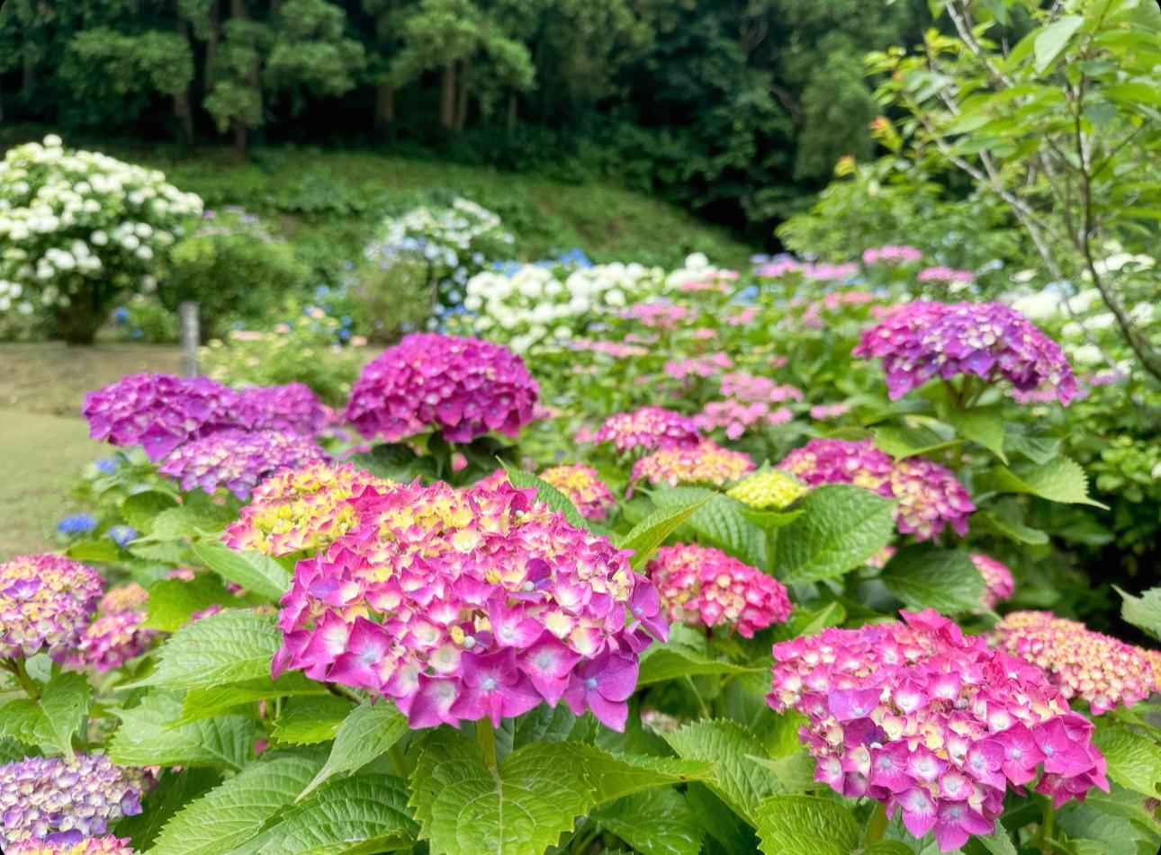 Arego Ajisai garden-1