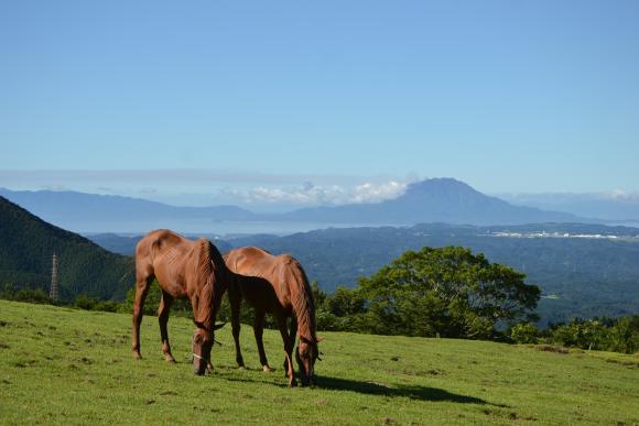 Horse Trust Well-being Experience-3