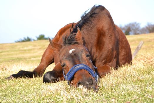 Horse Trust Well-being Experience-4